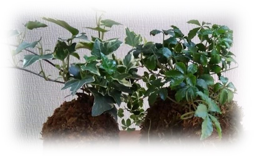 画像：“寄せ植えと苔玉”作り